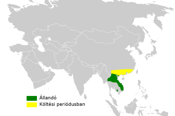 Kilombero Apalis