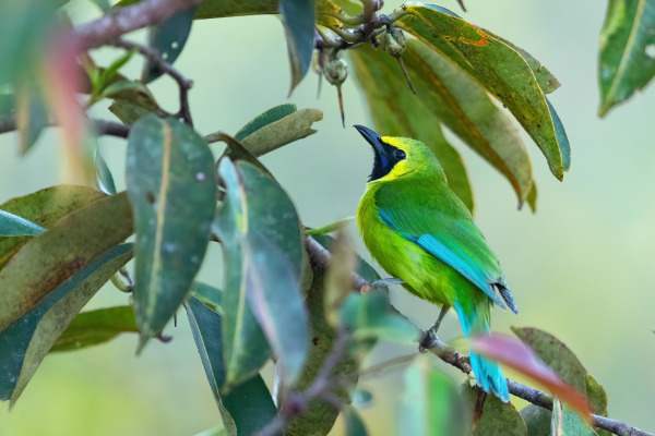 Kinabalu Chloropsis