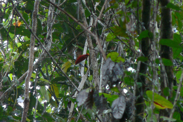 King Bird-of-paradise