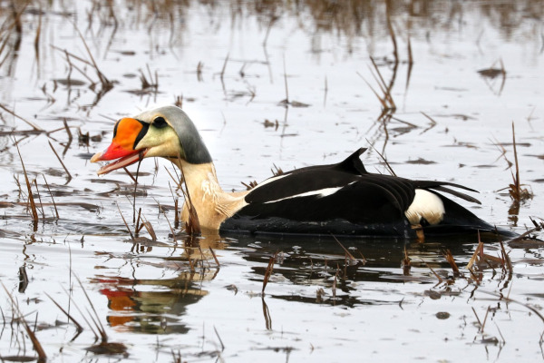 King Eider