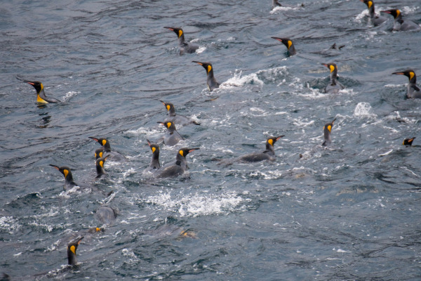 King Penguin
