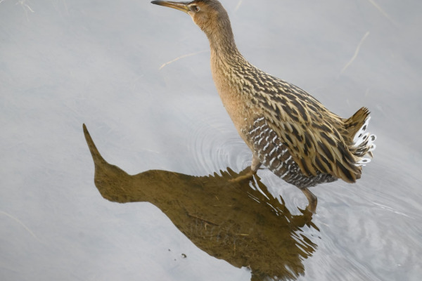 King Rail