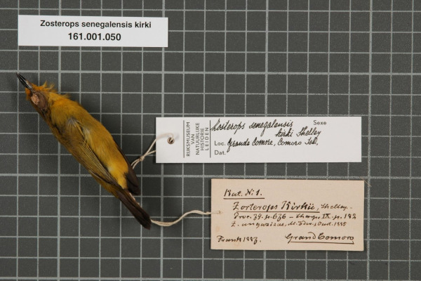 Kirk's White-eye
