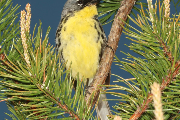 Kirtland's Warbler