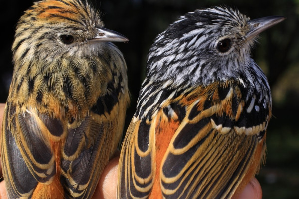 Klages's Antbird
