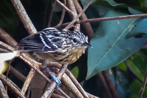 Klages's antwren