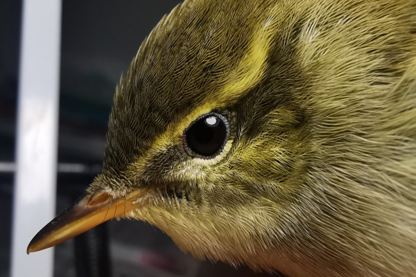 Kloss's Leaf Warbler