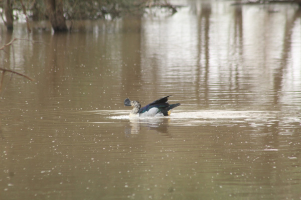 Knob-billed Duck