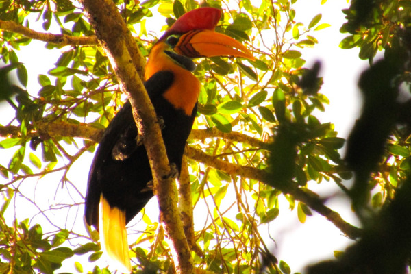 Knobbed Hornbill