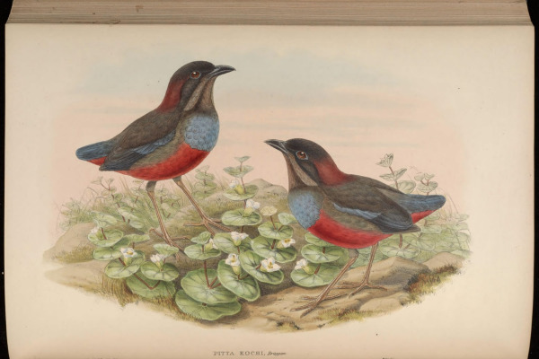 Koch's pitta