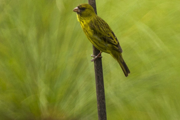 Koli Yellow Canary