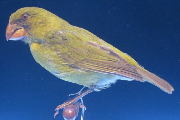 Kona Grosbeak