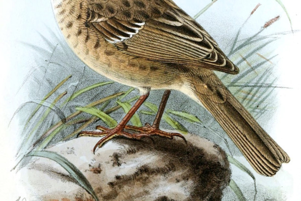 Koslow's Accentor