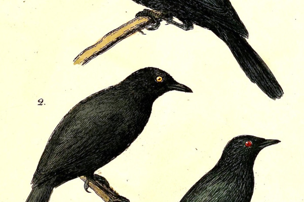 Kosrae Starling