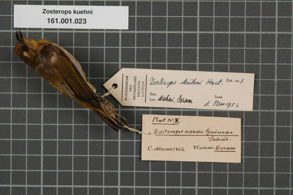 Kuehne's White-eye
