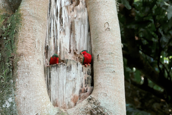 Kuhl's Lorikeet