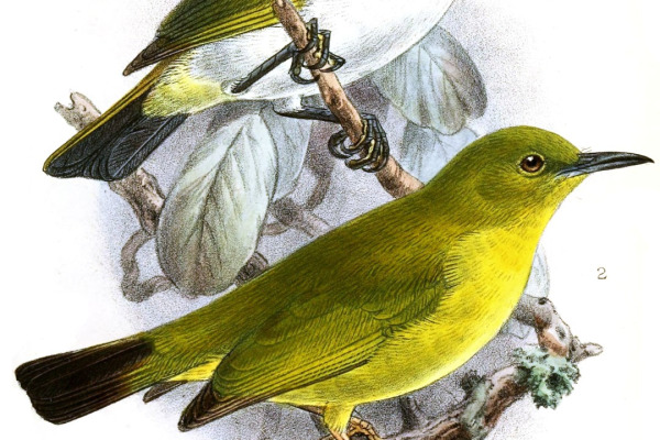 Kulambangra White-eye