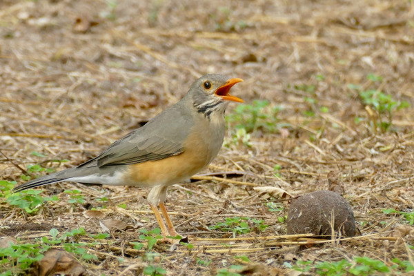 Kurrichane thrush