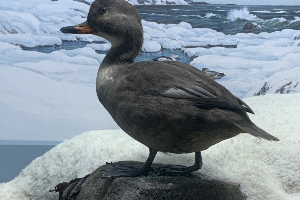Labrador Duck
