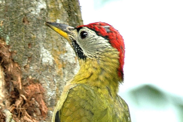 Laced Woodpecker