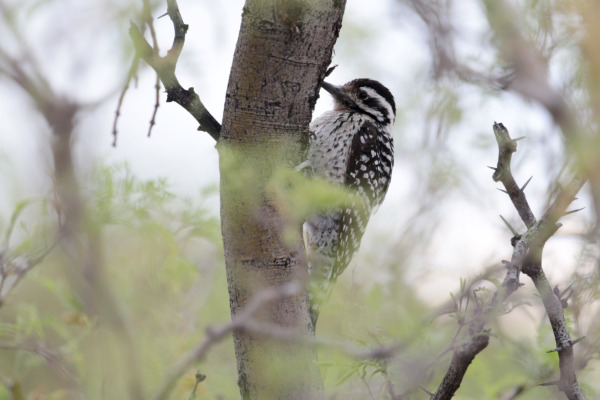 Ladder-backed Woodpecker