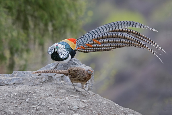 Lady Amherst's Pheasant