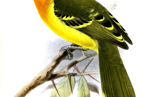 Lagden's Bushshrike