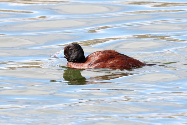 Lake Duck