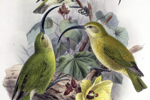 Lanai Akialoa