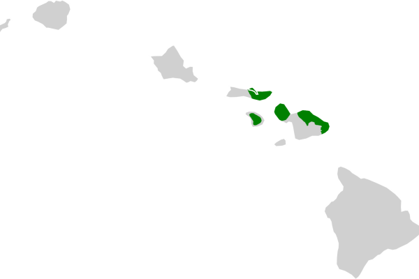 Lanai Thrush