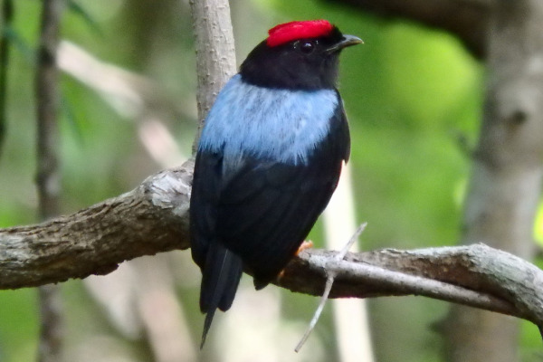 Lance-tailed Manakin