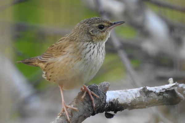 Lanceolated Warbler