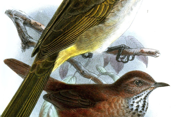 Lanceolated Warbler