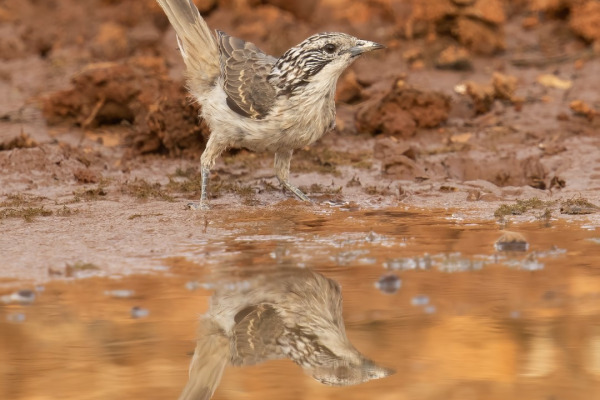 Lanceolated Warbler