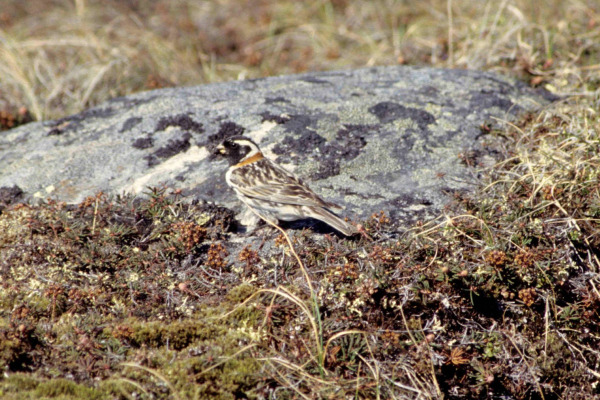 Lapland Longspur
