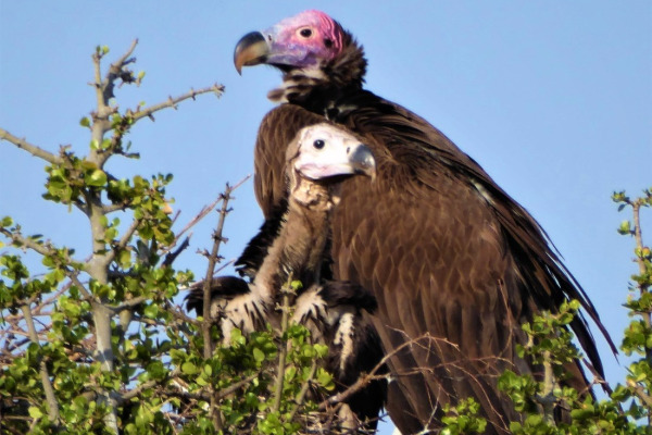Lappet-faced Vulture