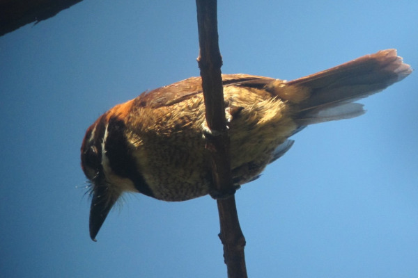 Large-billed Barbet