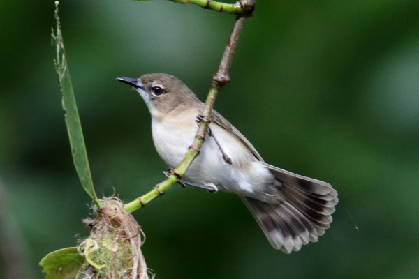 Large-billed Gerygone
