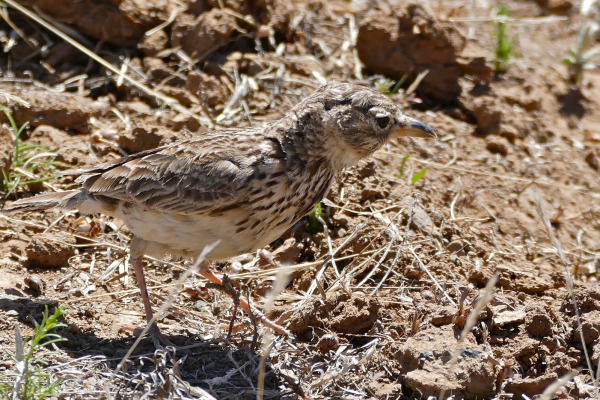 Large-billed Lark