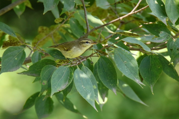 Large-billed Leaf Warbler