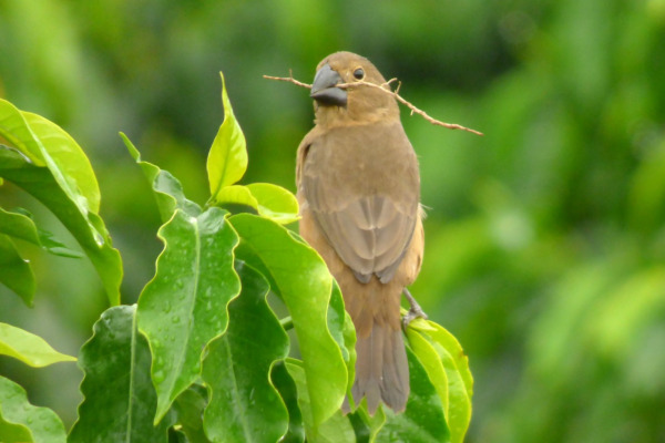 Large-billed Seed-Finch