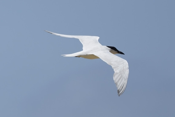 Large-billed Tern