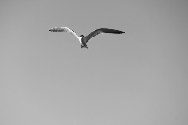 Large-billed Tern