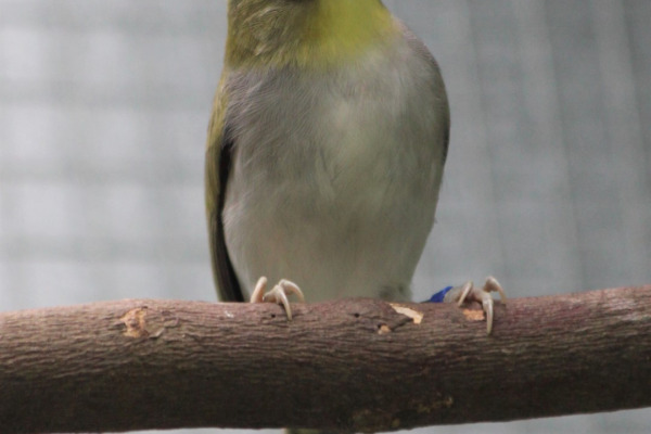 Large-billed White-eye