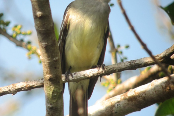 Large Elaenia