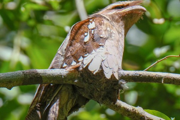 Large Frogmouth