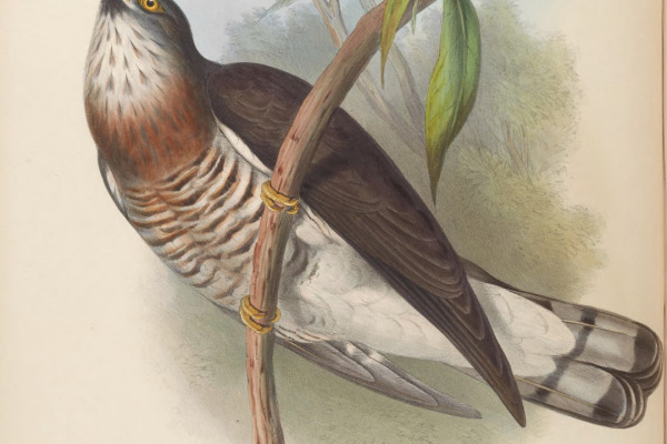 Large Hawk-Cuckoo