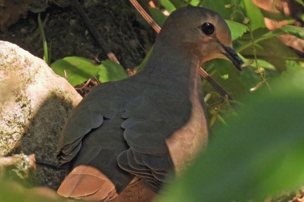 Large-tailed Dove