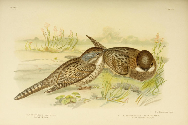Large-tailed Nightjar