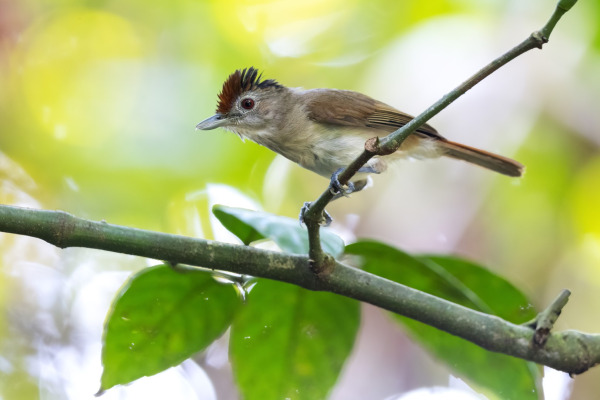 Large Wren-Babbler